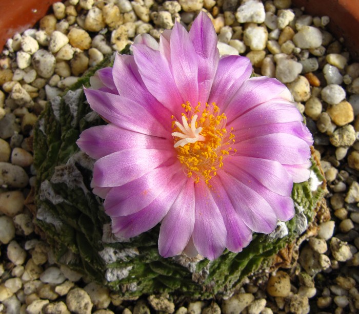 Ariocarpus fissuratus in flower